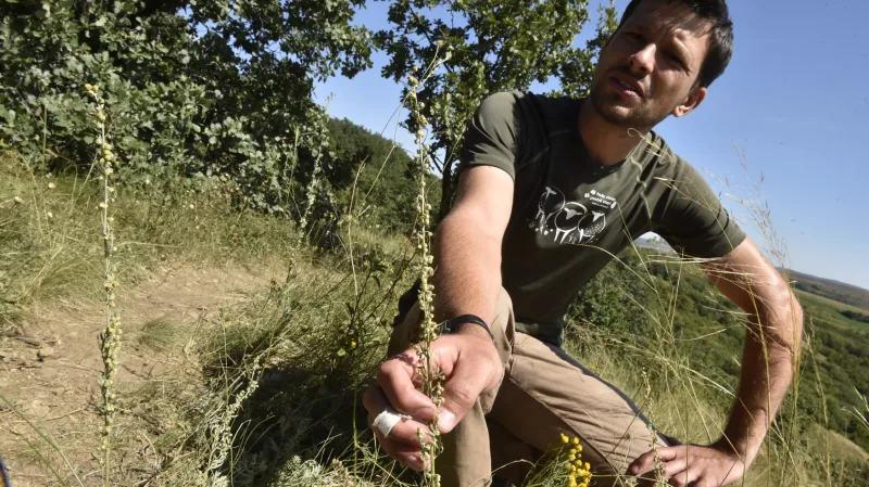 Díky šetrné pastvě se může okolo Hustopečí rozrůst i pelyněk Pančičův