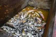 Z nádrže na Mostecku odvezli rybáři 1800 kilogramů uhynulých ryb včetně trofejních kusů