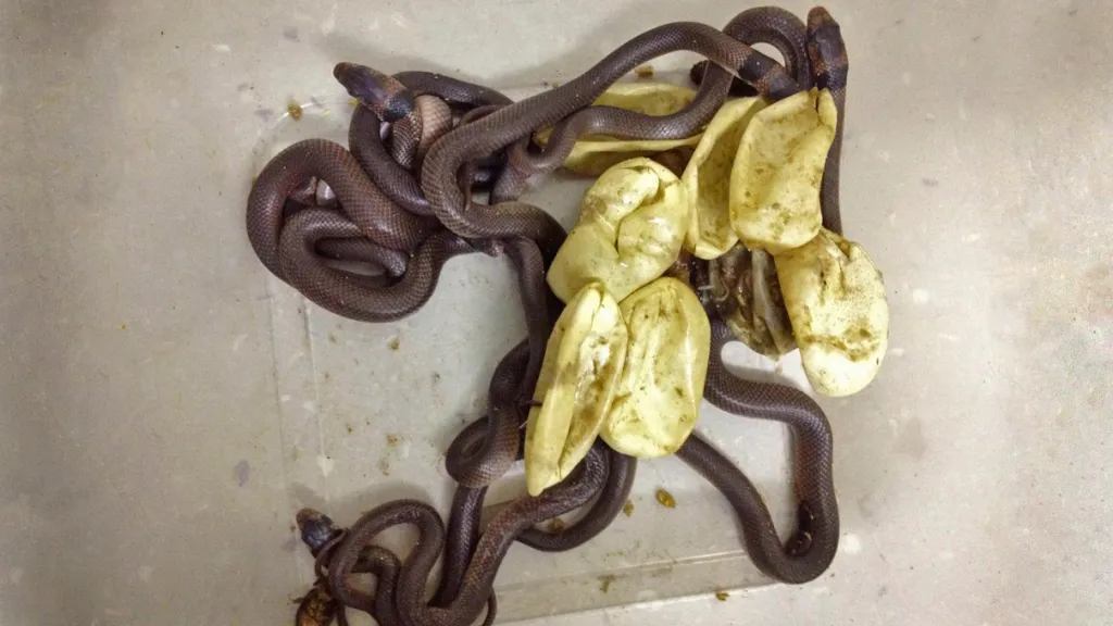 Z nalezených vajec se vylíhlo klubko hadů