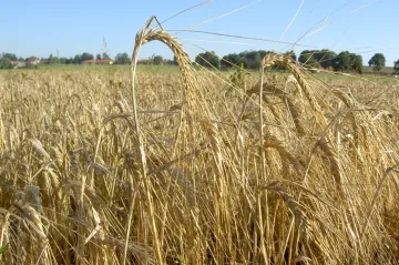 Vědci z Mendelovy univerzity sejí na jedno pole ječmen už 50 let. Zkoumají vliv orby i změny klimatu 