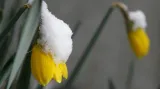 Narcis pod sněhem