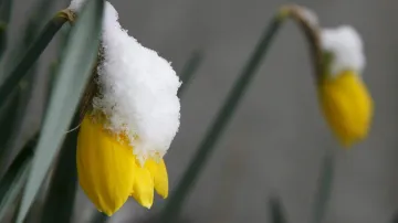 Narcis pod sněhem
