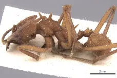 Američtí mravenci mají téměř nezničitelná brnění z biominerálů. Dokáží díky nim porazit mnohem silnější konkurenty