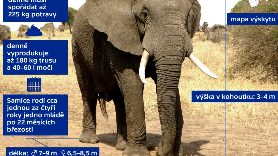 Slon africký (Loxodonta africana)