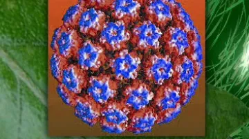 Papillomaviry