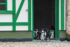 Zoo ve Dvoře Králové bude chovat tučňáky brýlové. Otevře jejich největší expozici v Česku