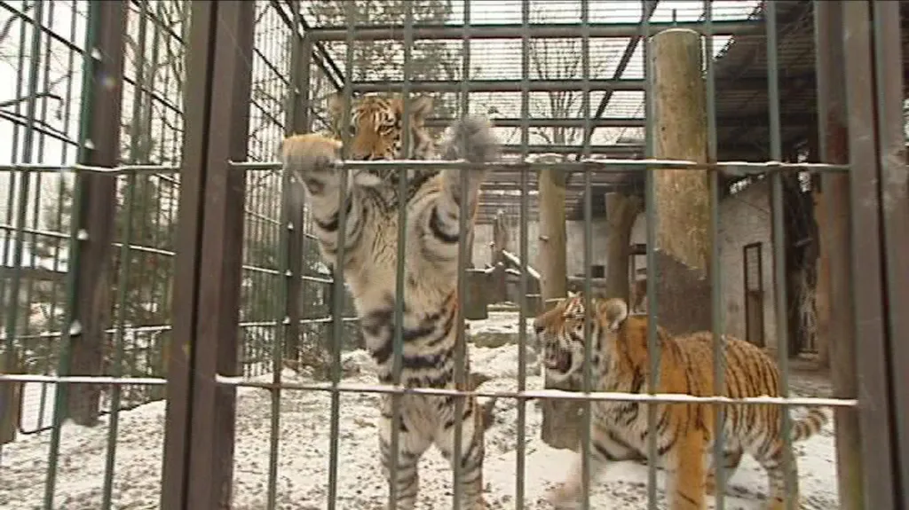 Tygři v ostravské ZOO