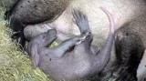 Hrabáč patří do starobylého řádu savců