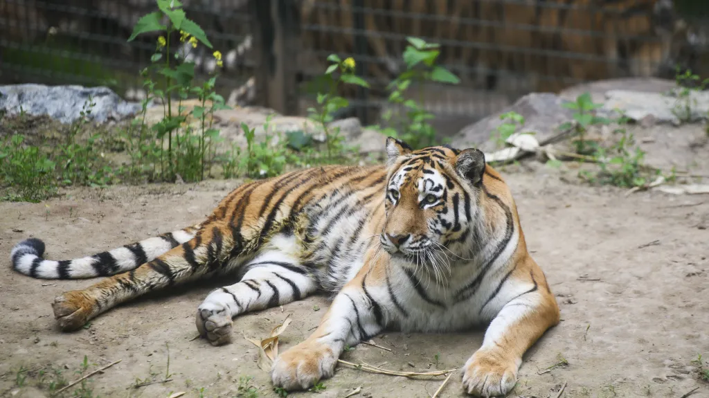 Samice tygra ussurijského Milashi ve výběhu plzeňské zoo