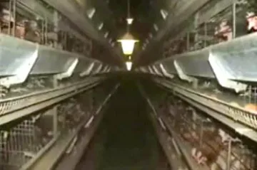 Kuřata z jižní Moravy expandují do celé Evropy