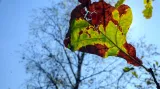 Poslední letošní listy na milevských dubech