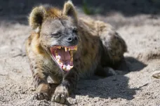 Pravěké hyeny lovily i na Sibiři. Byly zřejmě rychlé jako gepard