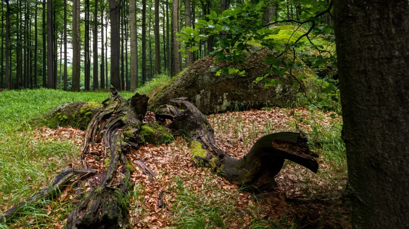 Jizerskohorské bučiny poblíž Oldřichova v Hájích