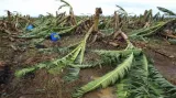 Cyklon Yasi zlikvidoval banánové plantáže
