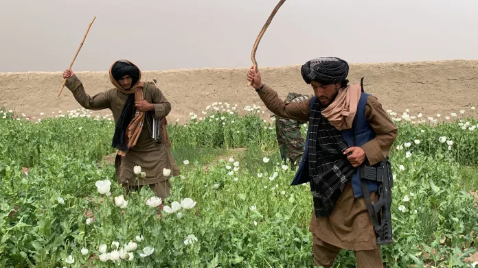 Příslušníci Talibanu ničí makové pole v Kandaháru