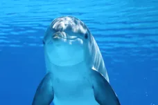 Delfíni mezi sebou navazují dlouhodobé vztahy. Pomáhají při páření i boji