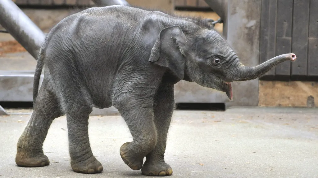 Sumitra by za pár dní oslavila druhé narozeniny