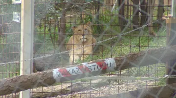 Výběh pro lvy ve Zděchově