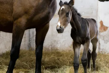 Estonsko se stalo druhou zemí v Evropě, která úspěšně naklonovala koně