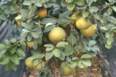 Floridské pomeranče ničí nemoc z Číny. Poslední nadějí farmářů jsou vědci