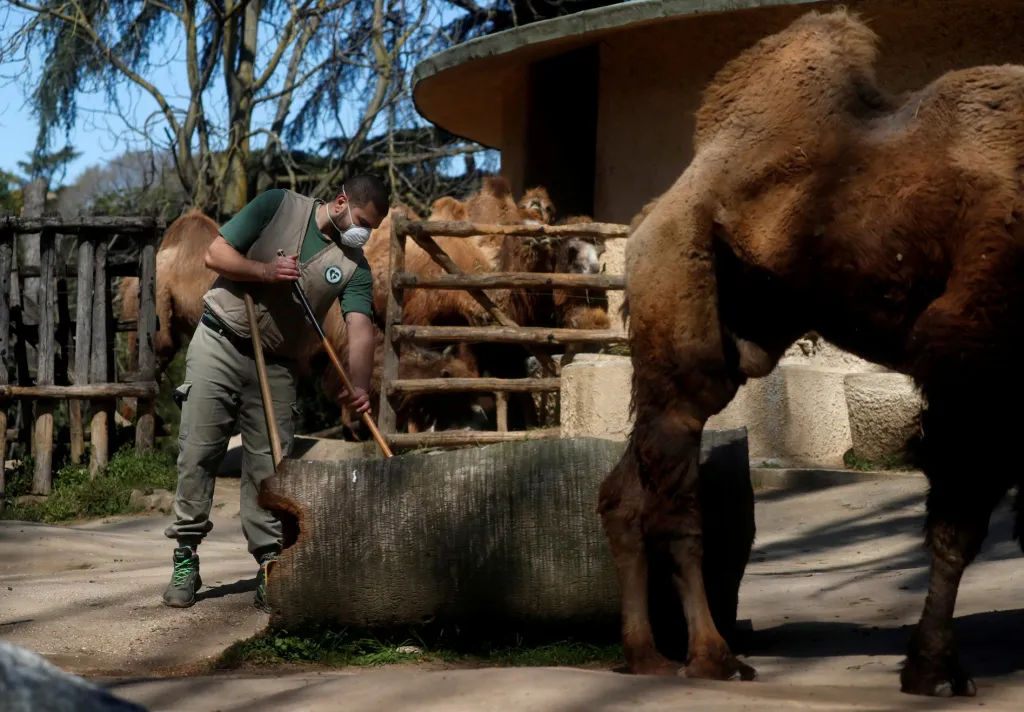 Zoo Bioparco di Roma zavřela své brány 9. března 2020. Otázkou zůstává, kdy se park v Římě otevře pro veřejnost a jakým způsobem se zoo vyrovná s obrovskou finanční ztrátou