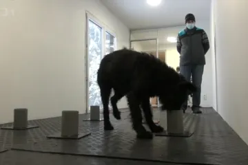 Vzorek potu nemocných s covidem pomůže při výcviku psů. Kynologové jich denně potřebují desítky