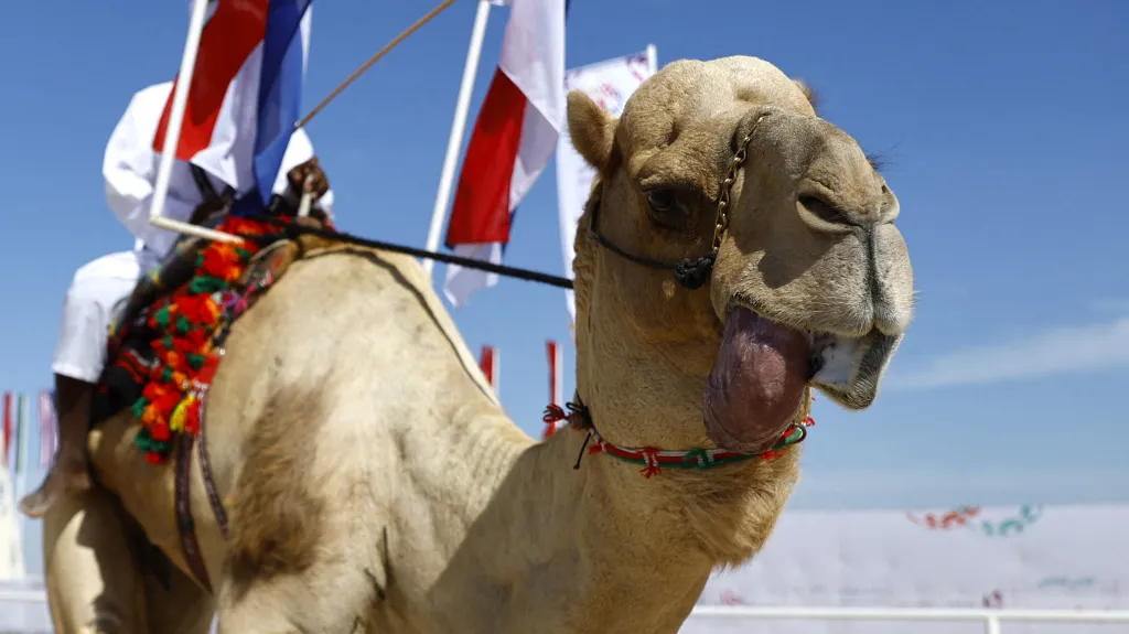 Soutěž krásy velbloudů v Kataru (2022)