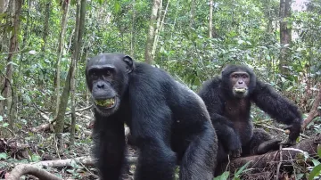 Šimpanzi s ústy plnými fermentovaného ovoce