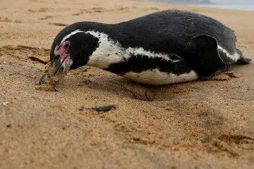 Ptačí chřipka míří na Antarktidu. Může tam ohrozit 100 milionů zvířat
