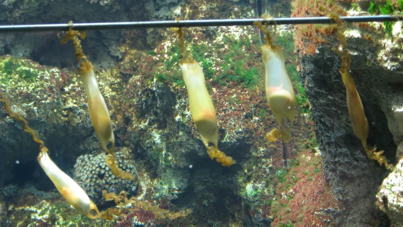 Vejce máčky skvrnité