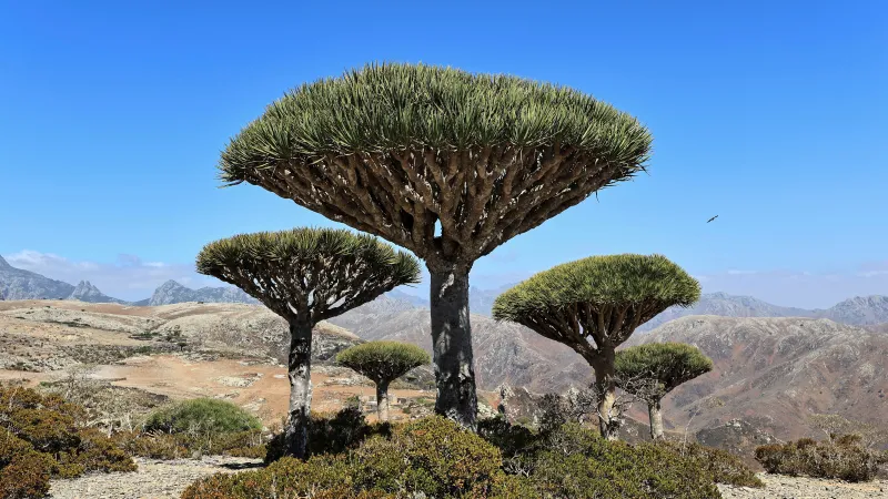 Jemenský ostrov Sokotra