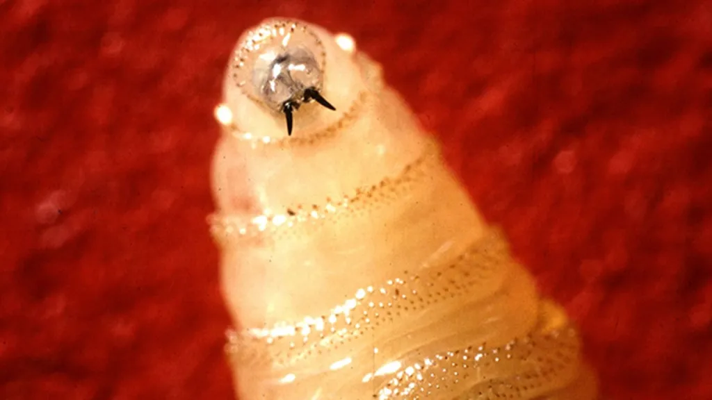 Larva bzučivky