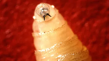Larva bzučivky
