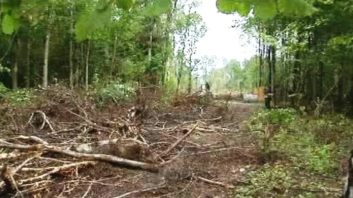 Vykácený les v Chimkách