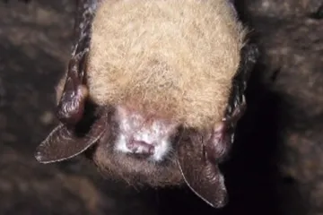 Moravští vědci se zaměřili na netopýří plíseň – v Americe zabíjí, v Evropě ne