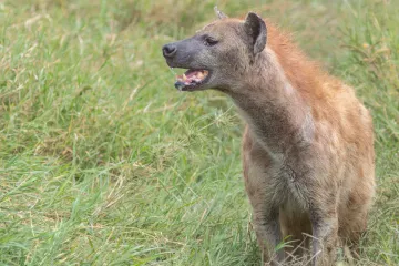 Hyeny proti levhartům. V souboji predátorů vítězí nečekaně ten slabší