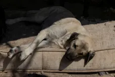 Turecká vláda řeší, jak naložit s toulavými psy, zvažuje i utrácení