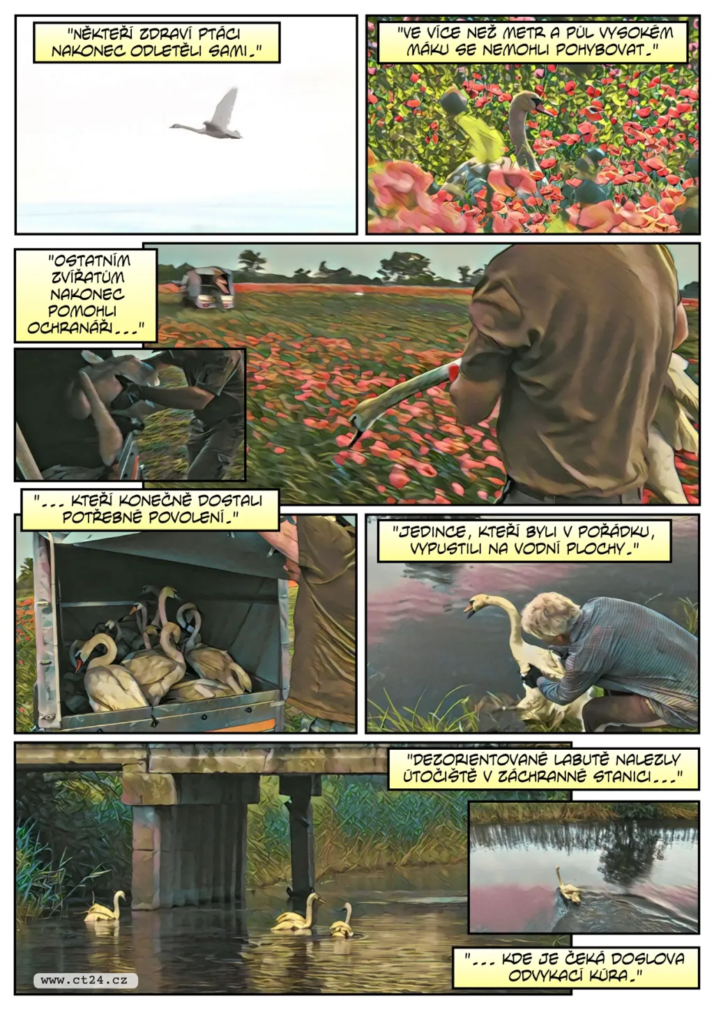 Labutě pod vlivem opia zničily úrodu máku za čtvrt milionu korun, čeká je odvykací kúra