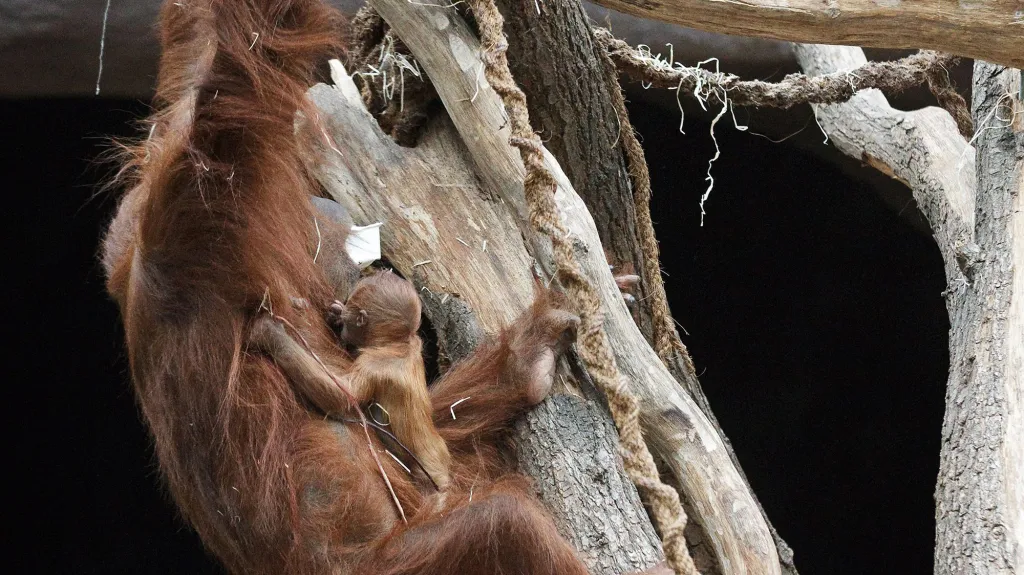 Mládě orangutana narozené v pražské zoo