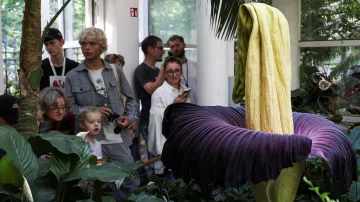 Zmijovec vykvetl ve varšavské botanické zahradě