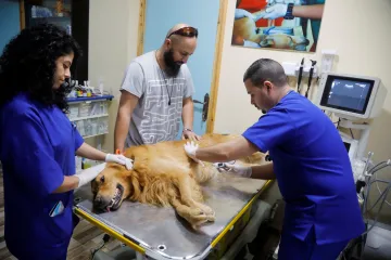 Některým veterinářům chybí léky. Nemají třeba oční kapky