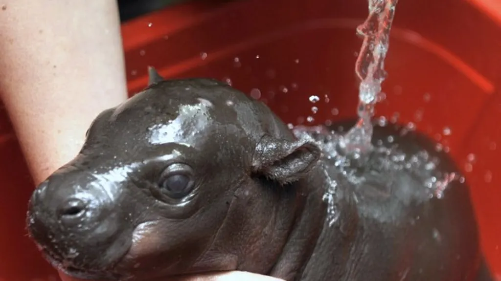 Mládě hrošíka liberijského