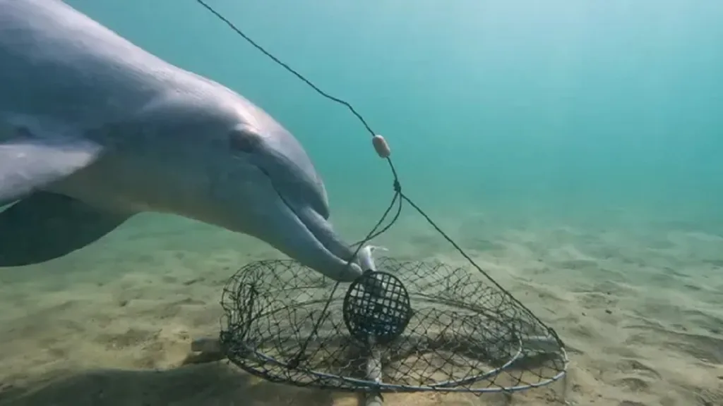 Delfíni umí odstraňovat návnady na kraby