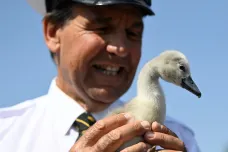 Královští kroužkovači vyrazili na Temži za tradičním sčítáním labutí