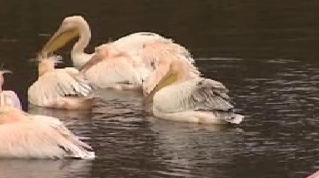Rodina pelikánů