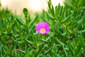 Čeští vědci využili ke zmapování šíření nebezpečného invazního druhu Instagram