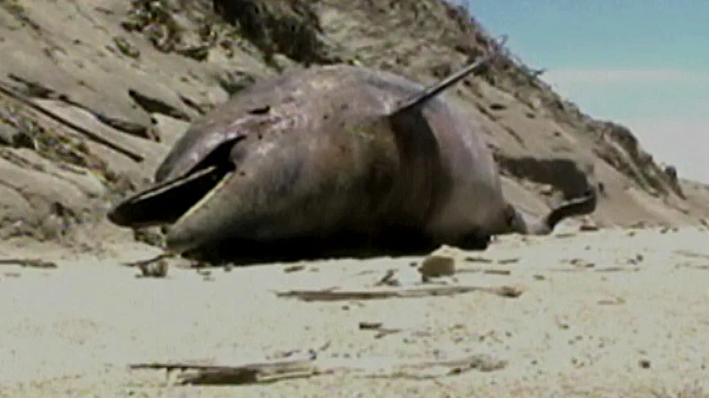Mrtvý delfín