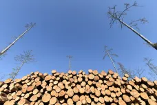 Kůrovec nahlodává Lesy ČR. Zisk se jim propadl ze tří miliard na 70 milionů