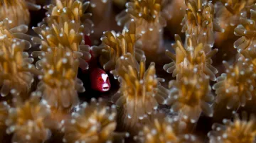 1. místo v kategorii Makro (Daniel Sly, Mezi polypy)