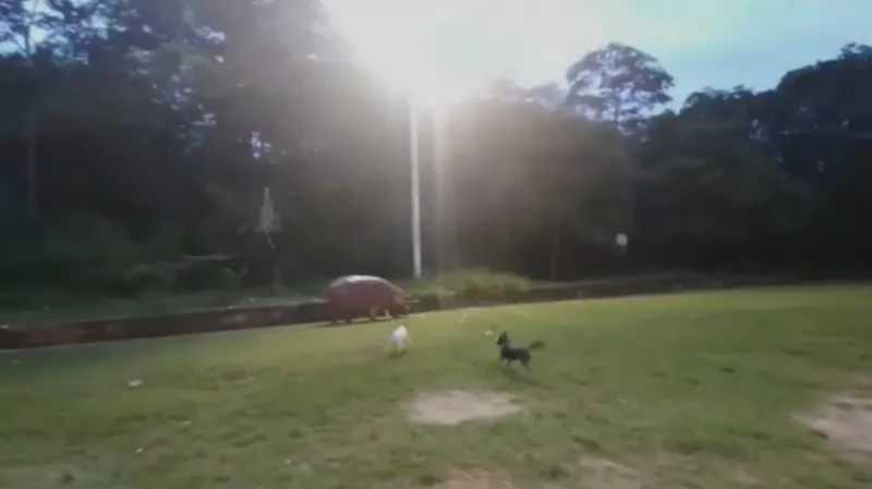 Hroch pobíhající po hřišti